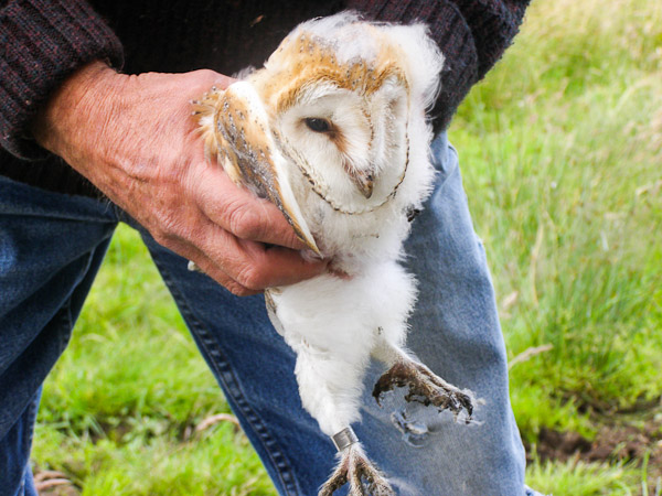 Barn Owl being ringed